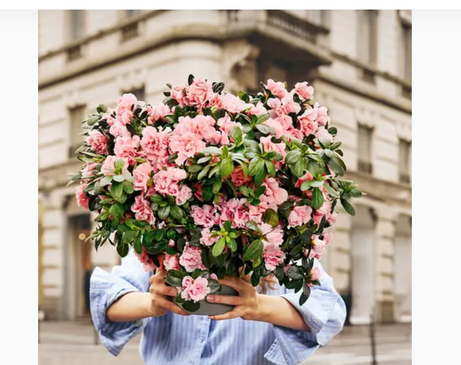 L’Azalea della ricerca di Fondazione Airc: in piazza domenica 10 maggio per la festa della mamma