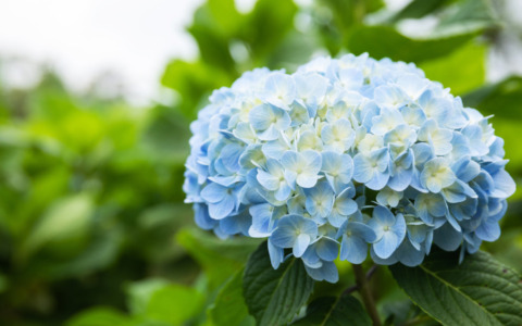 Coltiviamo le ortensie in vaso, sul balcone e in giardino: i consigli dell’agronomo per mantenerle rigogliose e fiorite