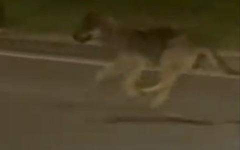 Lupo a spasso per la città immortalato nel video di un automobilista