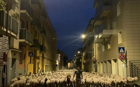 Mentre la città dorme, il gregge la attraversa