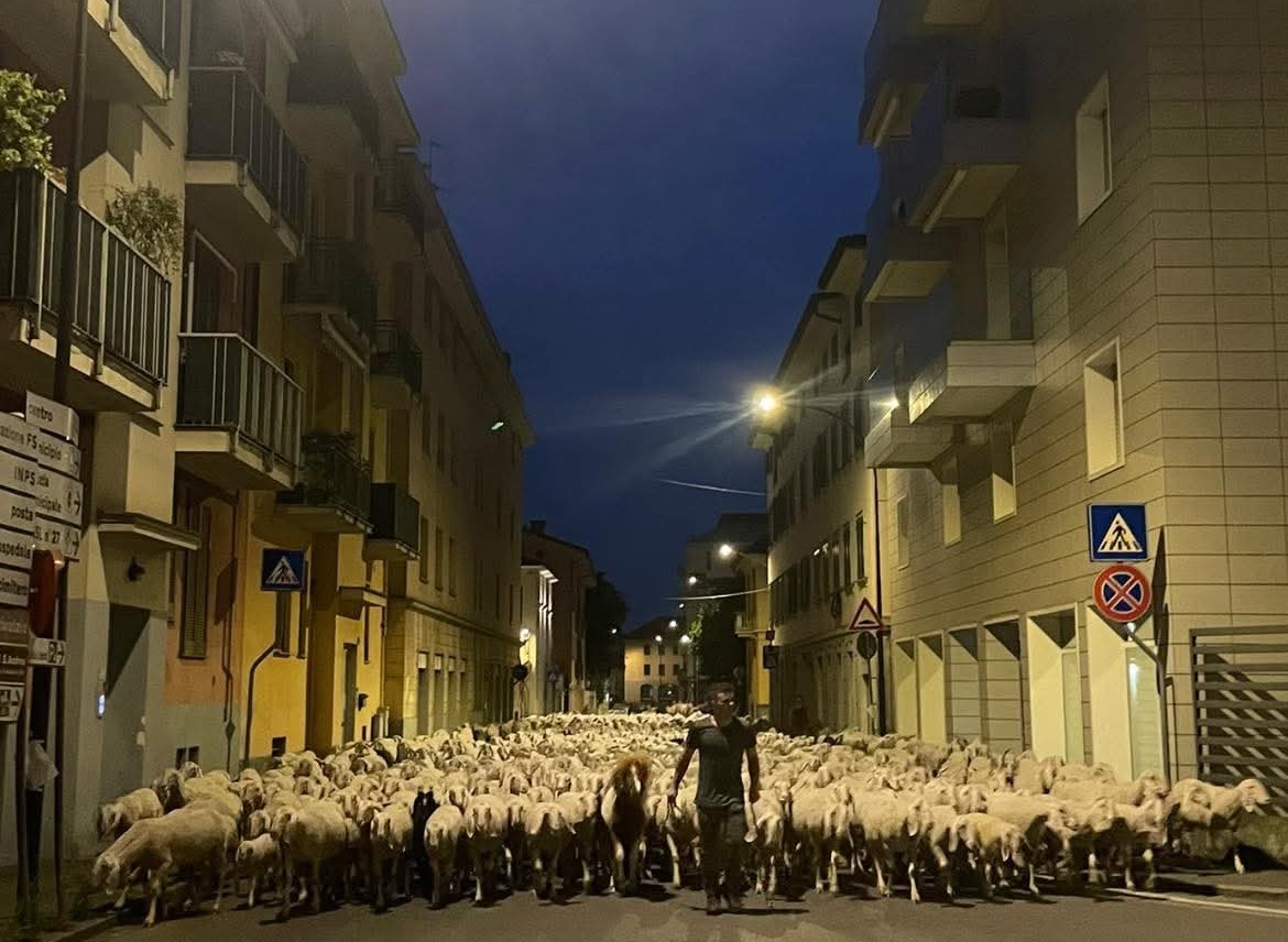 Mentre la città dorme, il gregge la attraversa