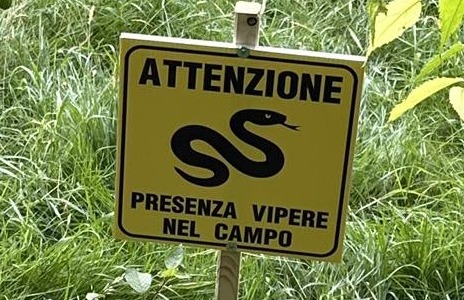 “Attenzione presenza vipere nel campo”, e scatta l’allarme