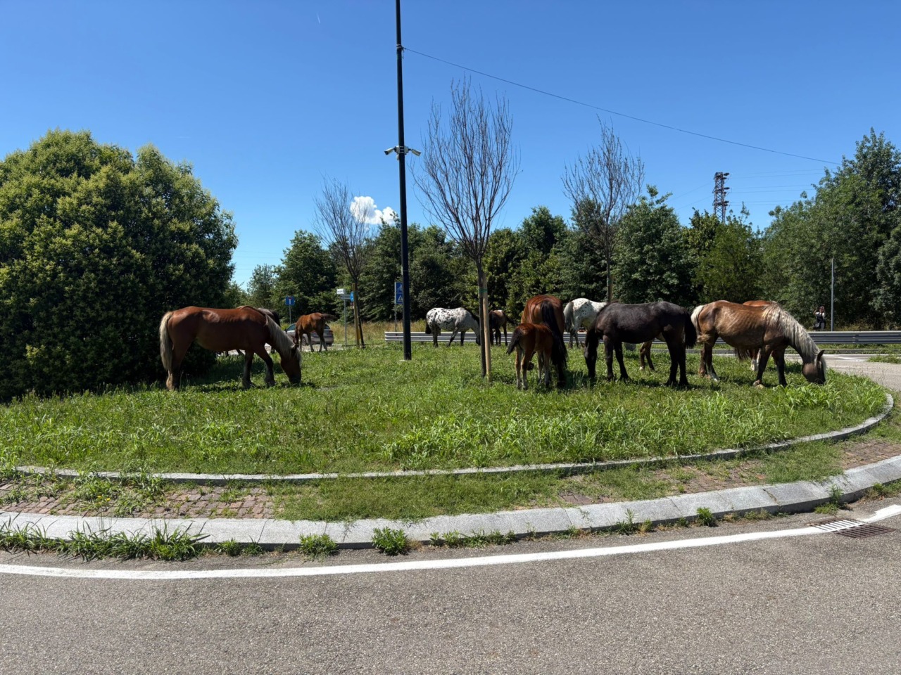 Cavalli in fuga da un maneggio, recuperati mentre brucano in una rotonda