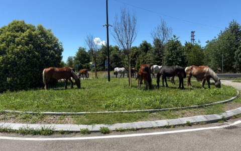 Cavalli in fuga da un maneggio, recuperati mentre brucano in una rotonda