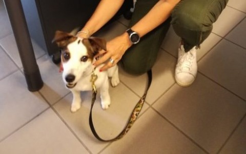 Giornata del cane in ufficio: i dipendenti del Comune potranno andare a lavoro con gli “amici a quattro zampe”