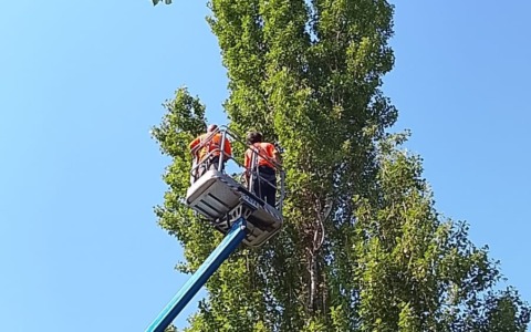 Alberi del filare da abbattere urgentemente: gli ornitologi verificano la presenza di nidi da salvare