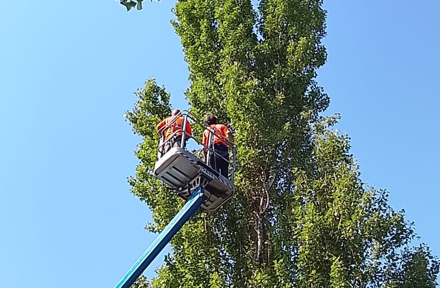 Alberi del filare da abbattere urgentemente: gli ornitologi verificano la presenza di nidi da salvare
