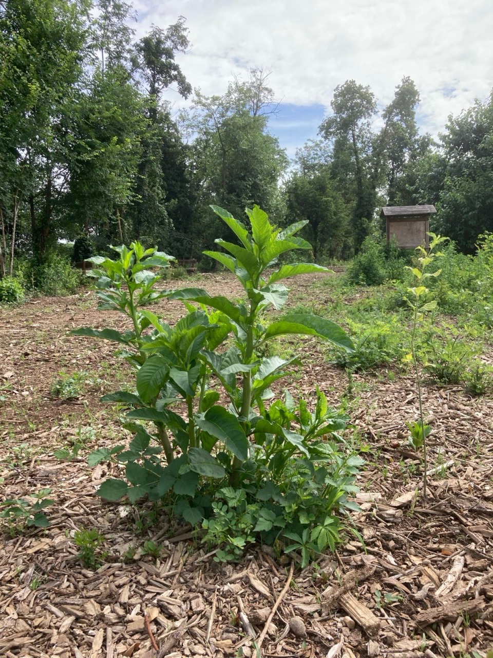 Ex Oasi del Wwf tra abbattimenti di alberi e nuove piantumazioni: “Rinascerà”