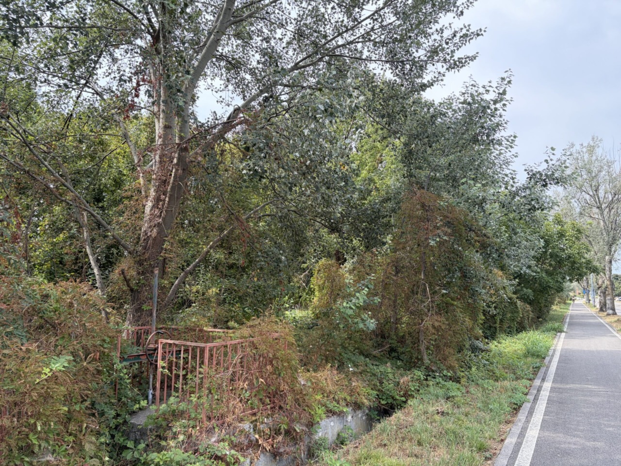 Un nuovo polmone verde per la città potrebbe sorgere al boschetto di via Emilia Romagna