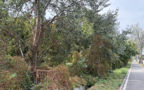 Un nuovo polmone verde per la città potrebbe sorgere al boschetto di via Emilia Romagna