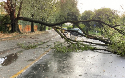 Temporale e vento a raffiche nell’Adda Martesana, un albero caduto blocca la strada