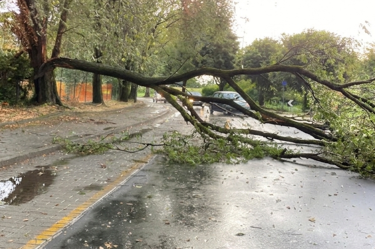 Temporale e vento a raffiche nell’Adda Martesana, un albero caduto blocca la strada