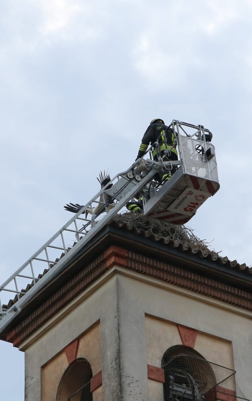 Cicogna in trappola sul campanile della chiesa, salvata dai Vigili del fuoco di Gorgonzola