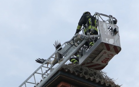 Cicogna in trappola sul campanile della chiesa, salvata dai Vigili del fuoco di Gorgonzola