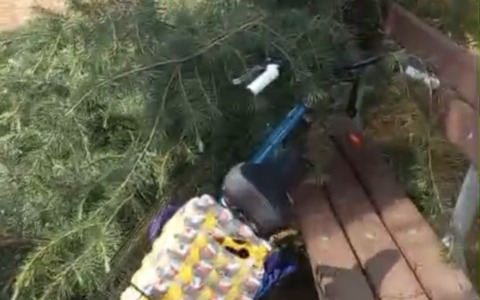Grosso ramo si stacca dall’albero e precipita su una panchina: “Salvo per miracolo”