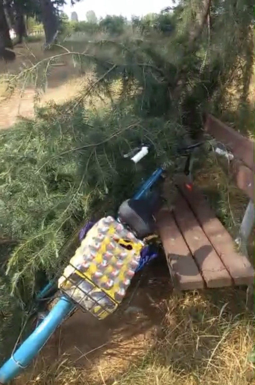 Grosso ramo si stacca dall’albero e precipita su una panchina: “Salvo per miracolo”
