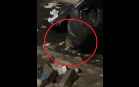 Caldo, fogne intasate, scarichi abusivi e rifiuti: la piazza è infestata dai ratti