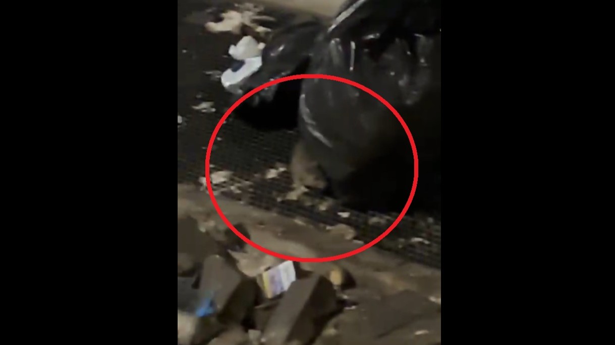Caldo, fogne intasate, scarichi abusivi e rifiuti: la piazza è infestata dai ratti