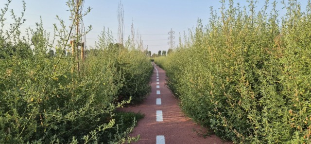 Ciclabile invasa dalla giungla: per  Città metropolitana l’opera non è ancora utilizzabile