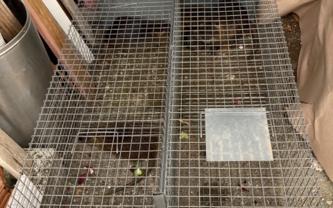 Si conclude la sterilizzazione delle nutrie: catturati gli ultimi esemplari, via alla bonifica delle tane