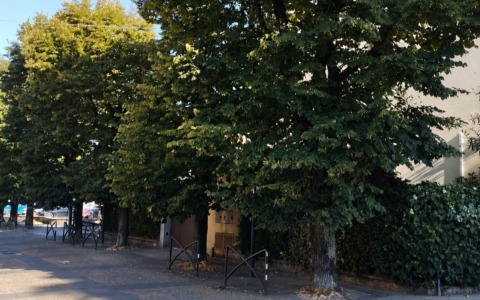 Grandi tigli verso l’abbattimento: “Scelta dolorosa, ma inevitabile”
