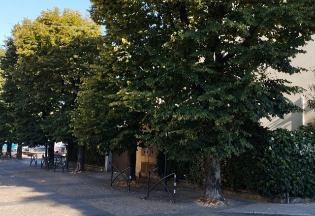 Grandi tigli verso l’abbattimento: “Scelta dolorosa, ma inevitabile”
