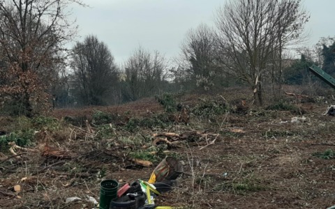 Diversi alberi tagliati senza permessi: scatta la maxi multa
