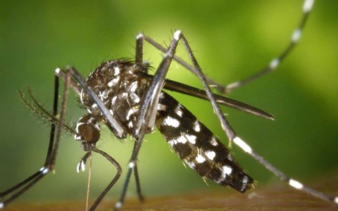 Caso sospetto di Dengue: da mezzanotte via alle operazioni di disinfestazione