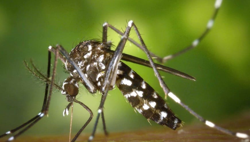 Caso sospetto di Dengue: da mezzanotte via alle operazioni di disinfestazione