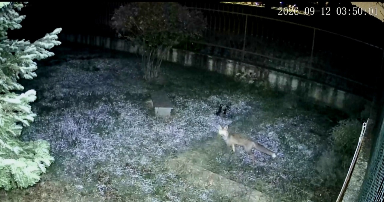 Intruso notturno: una volpe fa un giro tra i giardini di via delle Magnolie
