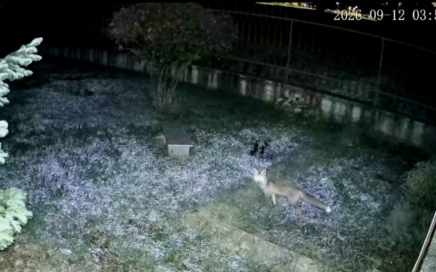 Intruso notturno: una volpe fa un giro tra i giardini di via delle Magnolie