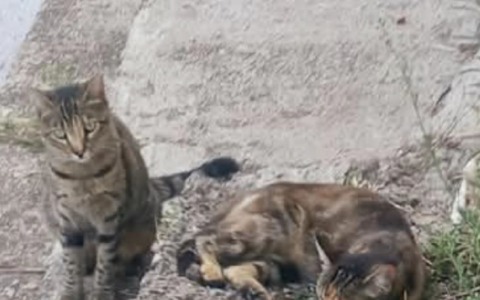 Scampati all’attacco rischiano la fame