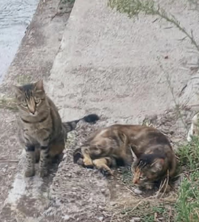 Scampati all’attacco rischiano la fame
