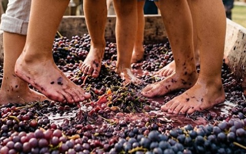 Cosa fare nel weekend? Torna la tradizionale “Vendemmia come una volta”