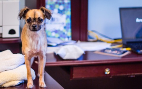 La “Giornata del cane in ufficio” modello da esportare: copiata anche dal Comune di Monza