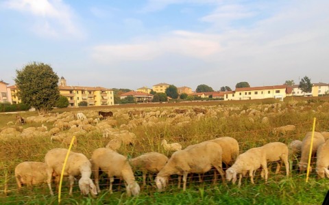 La transumanza torna in città: lo spettacolare gregge arriva in centro
