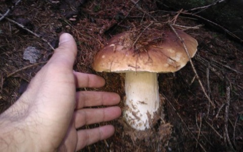 Controlli gratuiti dei funghi negli Ispettorati Micologici di Ats
