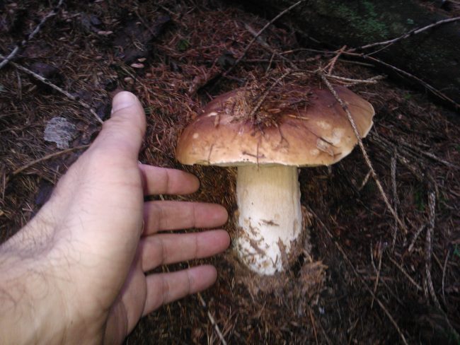 Controlli gratuiti dei funghi negli Ispettorati Micologici di Ats