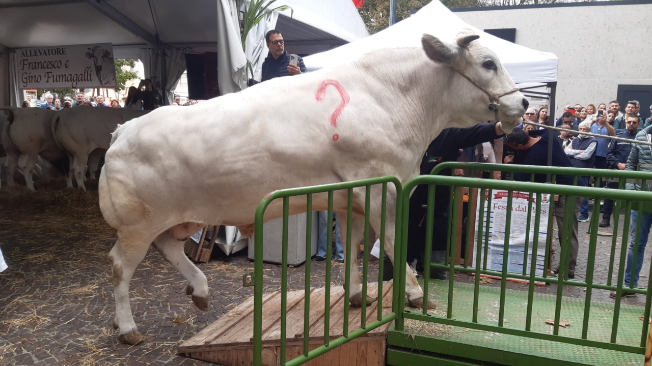Tempo di festa del paese e la sfida “Indovina il peso” entra nel vivo: ecco quanto pesa il bue “Augusto”