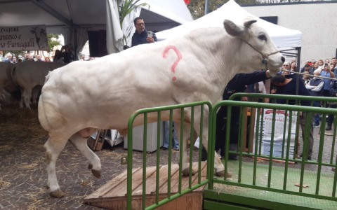 Tempo di festa del paese e la sfida “Indovina il peso” entra nel vivo: ecco quanto pesa il bue “Augusto”