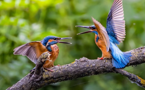 Concorso per i 60 anni del Wwf. Due delle foto finaliste sono state scattate all’Oasi Le Foppe