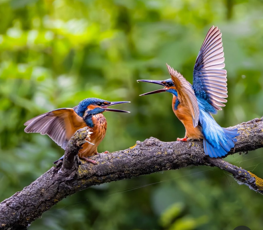 Concorso per i 60 anni del Wwf. Due delle foto finaliste sono state scattate all’Oasi Le Foppe